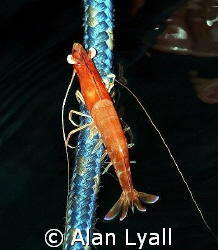 This exhausted shrimp was trying to climb up one of the m... by Alan Lyall 